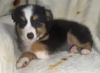 Monica, a female Toy Australian Shepherd for sale in Neosho, MO – 5 of 5