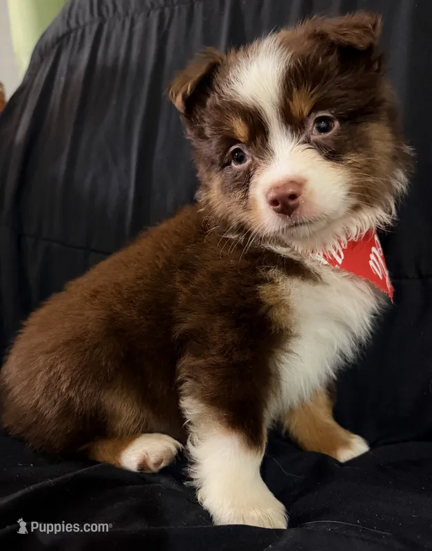Boog – Toy Australian Shepherd puppy for sale in Neosho, MO