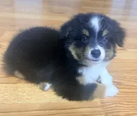 Chandler, a male Toy Australian Shepherd for sale in Neosho, MO – 7 of 8