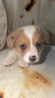 Biscuit , a male Cardigan Welsh Corgi and Pembroke Welsh Corgi for sale in Neosho, MO – 3 of 10