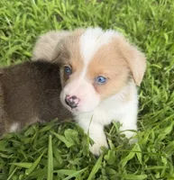 Biscuit , a male Cardigan Welsh Corgi and Pembroke Welsh Corgi for sale in Neosho, MO – 7 of 10
