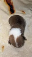 Marshmallow , a female Cardigan Welsh Corgi and Pembroke Welsh Corgi for sale in Neosho, MO – 5 of 5
