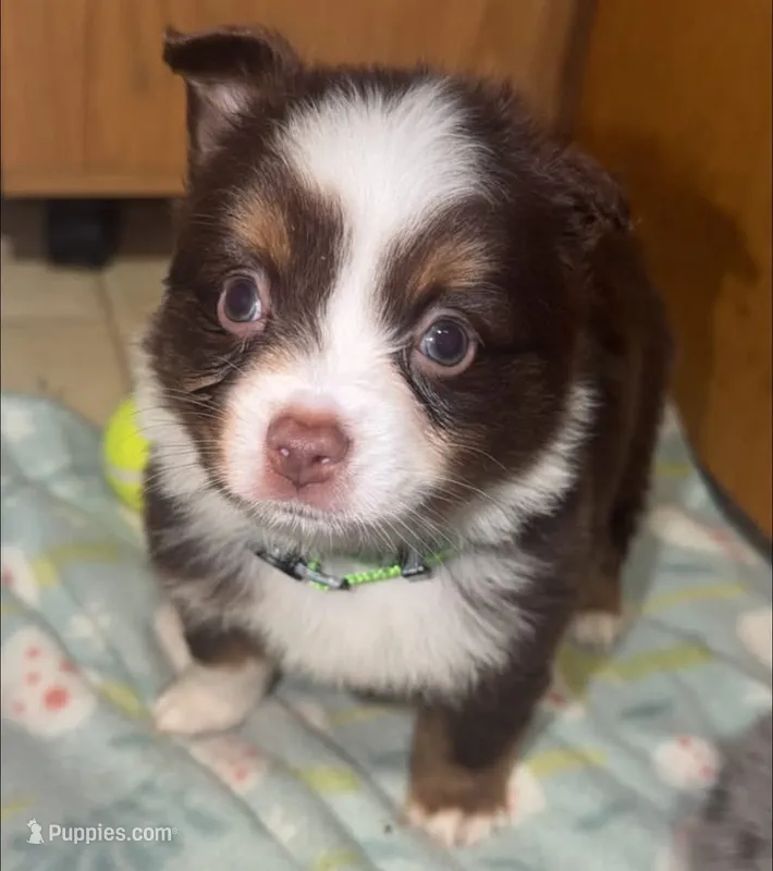 Boog – Toy Australian Shepherd puppy for sale in Neosho, MO