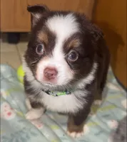 Boog, a male Toy Australian Shepherd for sale in Neosho, MO – 1 of 7