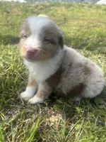 Dinero, a male Miniature Australian Shepherd for sale in Neosho, MO – Photo 4 of 6