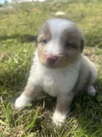 Dinero, a male Miniature Australian Shepherd for sale in Neosho, MO – Photo 1 of 6