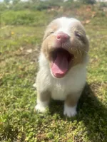 Dinero, a male Miniature Australian Shepherd for sale in Neosho, MO – Photo 2 of 6