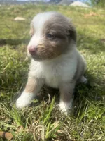 Dinero, a male Miniature Australian Shepherd for sale in Neosho, MO – Photo 3 of 6