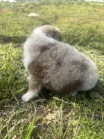 Dinero, a male Miniature Australian Shepherd for sale in Neosho, MO – Photo 6 of 6