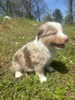 Dinero, a male Miniature Australian Shepherd for sale in Neosho, MO – Photo 5 of 6