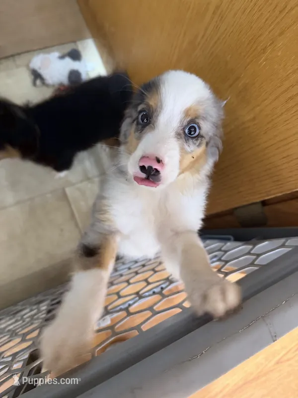 Cash  – Miniature Australian Shepherd puppy for sale in Neosho, MO