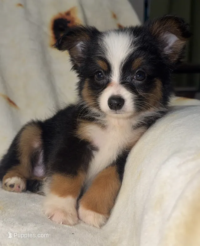 Rachel – Toy Australian Shepherd puppy for sale in Neosho, MO