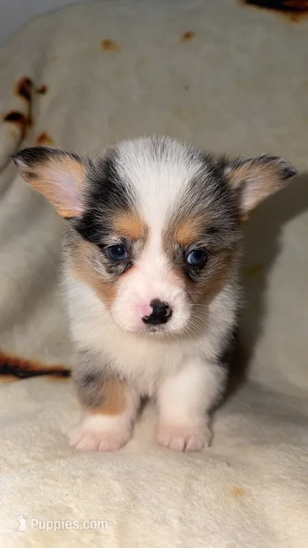 Kiwi – Cardigan Welsh Corgi, Pembroke Welsh Corgi puppy for sale in Neosho, MO