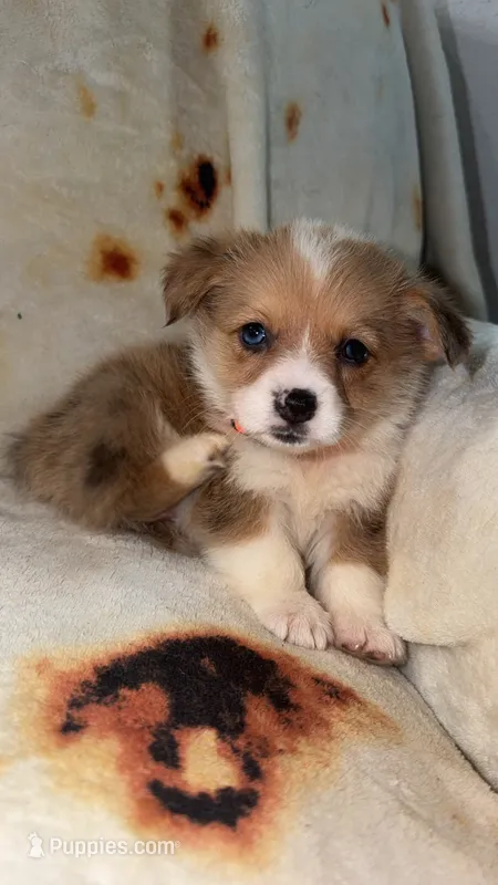 Nugget – Cardigan Welsh Corgi, Pembroke Welsh Corgi puppy for sale in Neosho, MO