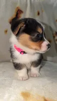 Coco, a female Cardigan Welsh Corgi and Pembroke Welsh Corgi for sale in Neosho, MO – 2 of 5