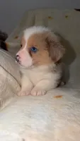 Biscuit , a male Cardigan Welsh Corgi and Pembroke Welsh Corgi for sale in Neosho, MO – 8 of 10