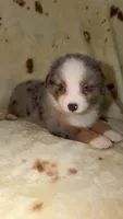 Blair , a male Toy Australian Shepherd for sale in Neosho, MO – 2 of 10