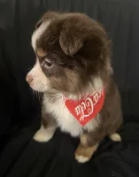 Boog, a male Toy Australian Shepherd for sale in Neosho, MO – 7 of 7