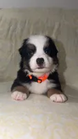 CJ, a male Toy Australian Shepherd for sale in Neosho, MO – 8 of 8