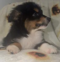 Chandler, a male Toy Australian Shepherd for sale in Neosho, MO – 2 of 8