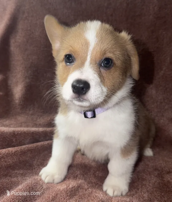 Honeybun – Cardigan Welsh Corgi, Pembroke Welsh Corgi puppy for sale in Neosho, MO