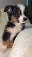 Rachel, a female Toy Australian Shepherd for sale in Neosho, MO – 5 of 5