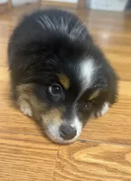 Chandler, a male Toy Australian Shepherd for sale in Neosho, MO – 8 of 8