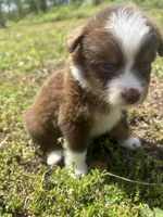 Cooper , a male Miniature Australian Shepherd for sale in Neosho, MO – Photo 2 of 9