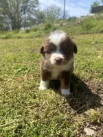 Cooper , a male Miniature Australian Shepherd for sale in Neosho, MO – Photo 7 of 9