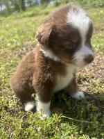Cooper , a male Miniature Australian Shepherd for sale in Neosho, MO – Photo 4 of 9