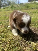 Cooper , a male Miniature Australian Shepherd for sale in Neosho, MO – Photo 8 of 9
