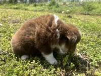 Cooper , a male Miniature Australian Shepherd for sale in Neosho, MO – Photo 9 of 9
