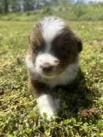 Cooper , a male Miniature Australian Shepherd for sale in Neosho, MO – Photo 6 of 9