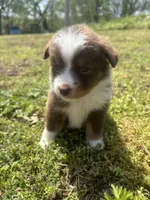 Cooper , a male Miniature Australian Shepherd for sale in Neosho, MO – Photo 3 of 9