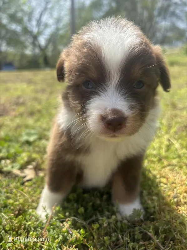 Cooper  – Miniature Australian Shepherd puppy for sale in Neosho, MO