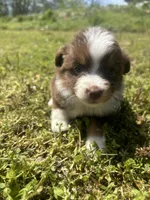 Cooper , a male Miniature Australian Shepherd for sale in Neosho, MO – Photo 5 of 9