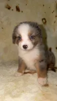Blair , a male Toy Australian Shepherd for sale in Neosho, MO – 1 of 10