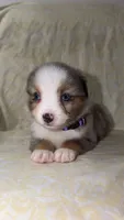 Blair , a male Toy Australian Shepherd for sale in Neosho, MO – 8 of 9