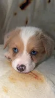Biscuit , a male Cardigan Welsh Corgi and Pembroke Welsh Corgi for sale in Neosho, MO – 2 of 10