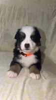 CJ, a male Toy Australian Shepherd for sale in Neosho, MO – 5 of 8
