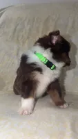 Boog, a male Toy Australian Shepherd for sale in Neosho, MO – 6 of 7