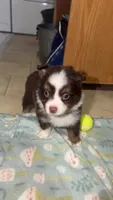 Boog, a male Toy Australian Shepherd for sale in Neosho, MO – 2 of 7