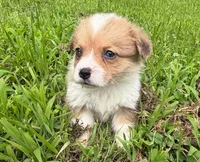 Nugget, a female Cardigan Welsh Corgi and Pembroke Welsh Corgi for sale in Neosho, MO – 6 of 10