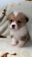 Nugget, a female Cardigan Welsh Corgi and Pembroke Welsh Corgi for sale in Neosho, MO – 10 of 10