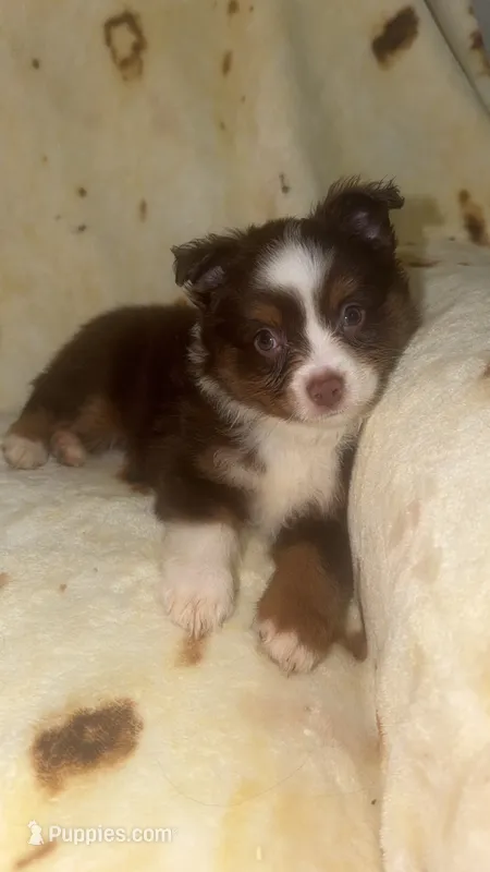 Boog – Toy Australian Shepherd puppy for sale in Neosho, MO