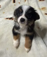 Rachel, a female Toy Australian Shepherd for sale in Neosho, MO – 4 of 5