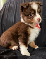 Boog, a male Toy Australian Shepherd for sale in Neosho, MO – 3 of 7