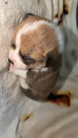 Marshmallow , a female Cardigan Welsh Corgi and Pembroke Welsh Corgi for sale in Neosho, MO – 4 of 5