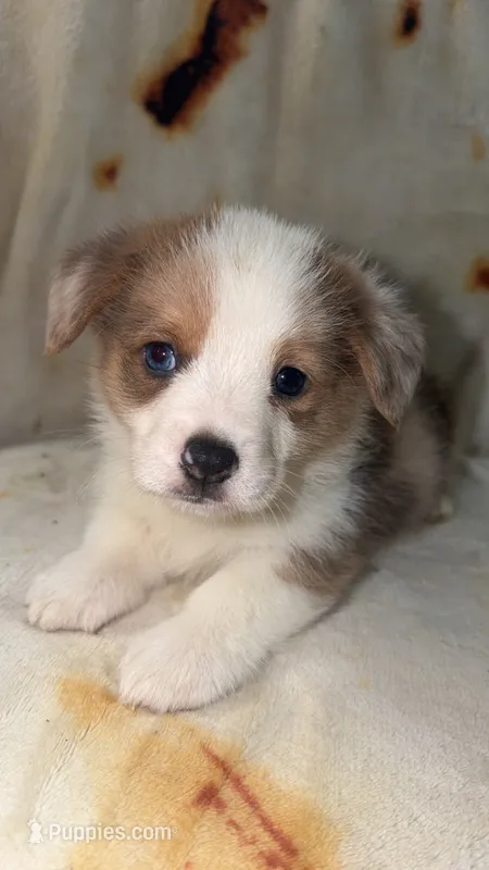 Waffle – Cardigan Welsh Corgi, Pembroke Welsh Corgi puppy for sale in Neosho, MO