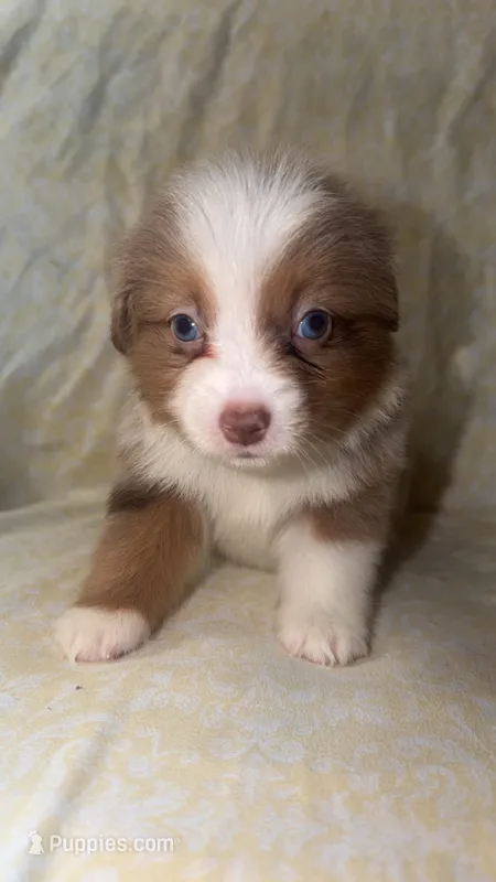 Boots – Toy Australian Shepherd puppy for sale in Neosho, MO